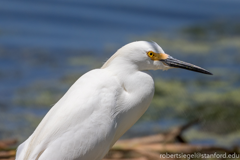 emily renzel wetlands